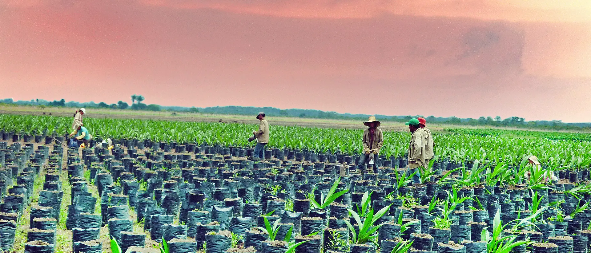 5 kolumbiai pálmaolaj-termelő egy mezőn fiatal pálmaolajfákkal