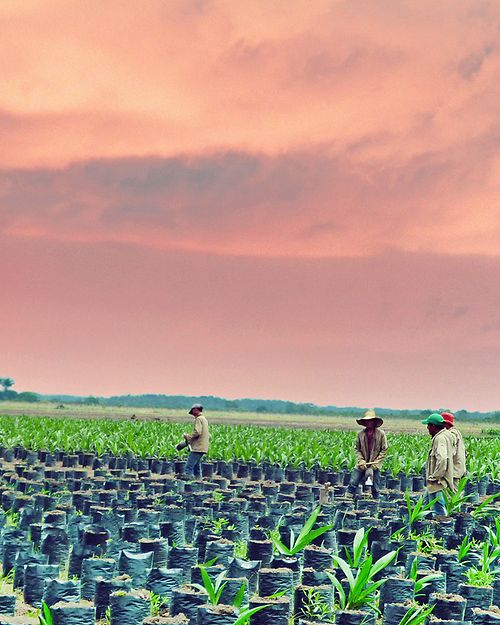 palm-oil-farmers-in-colombia_eciRGBv2